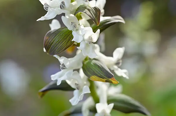 495004 - Bulbous corydalis (Corydalis cava)