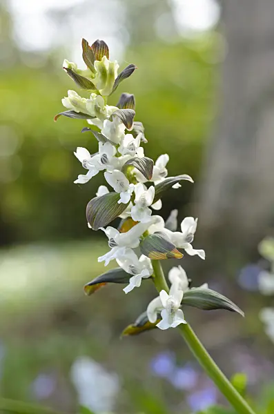 495005 - Bulbous corydalis (Corydalis cava)