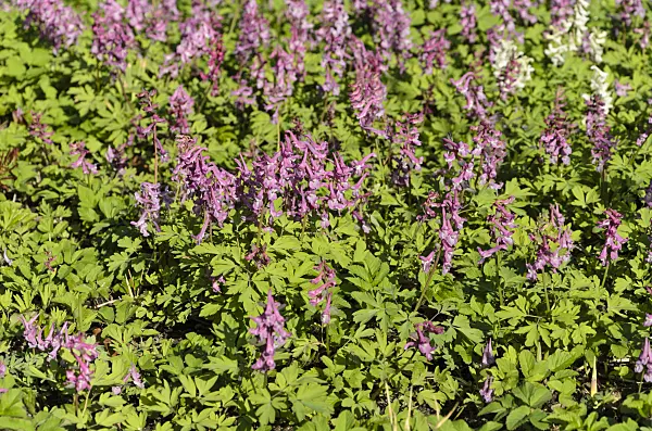 495020 - Bulbous corydalis (Corydalis cava)