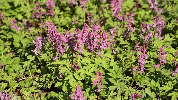 495035 - Bulbous corydalis (Corydalis cava)