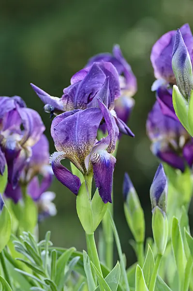 471304 - Bulgarian iris (Iris reichenbachii)