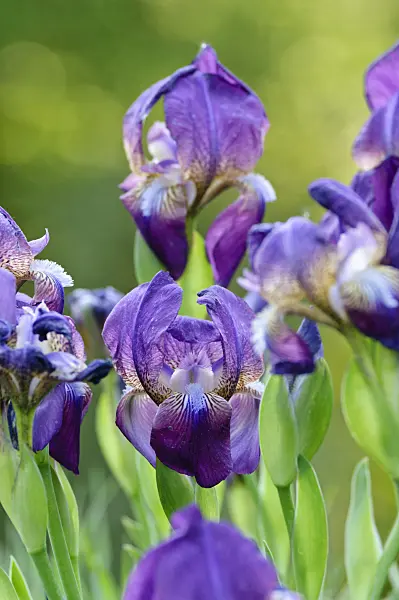 471305 - Bulgarian iris (Iris reichenbachii)