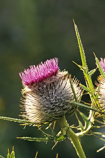 380062 - Bull thistle (Cirsium ligulare)