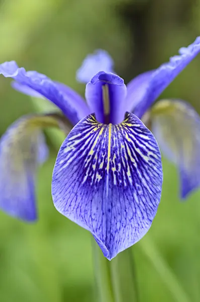 508439 - Bulley's iris (Iris bulleyana)