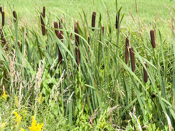 475145 - Bulrush (Typha)