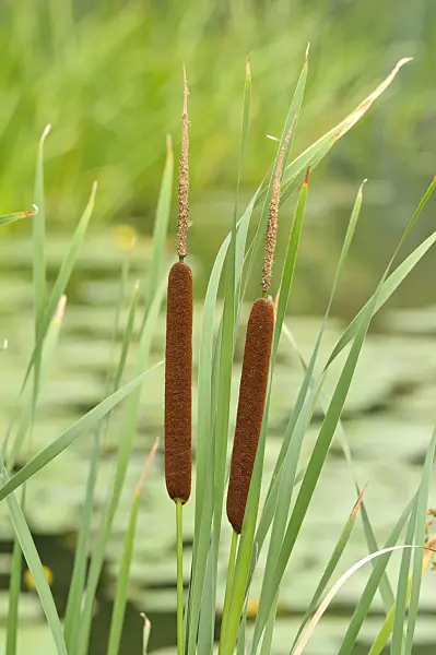 486175 - Bulrush (Typha)