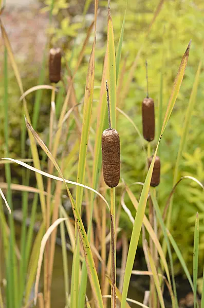 525058 - Bulrush (Typha)