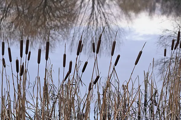 527062 - Bulrush (Typha)