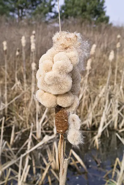529239 - Bulrush (Typha)