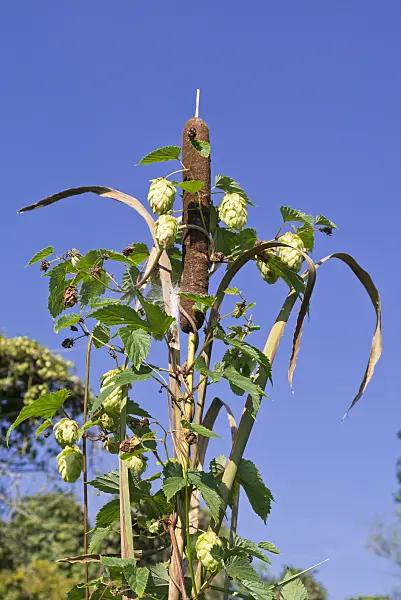 561065 - Bulrush (Typha) and common hop (Humulus lupulus)