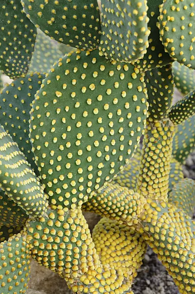 467048 - Bunny ears cactus (Opuntia microdasys)
