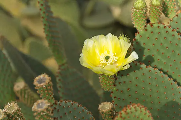 512033 - Bunny ears cactus (Opuntia microdasys)