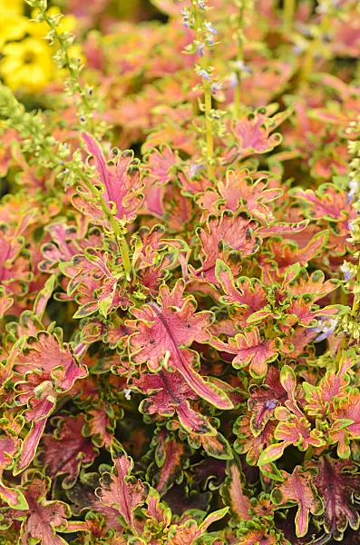 534378 - Buntnessel (Solenostemon scutellarioides 'Malibu Apricot' syn. Coleus blumei 'Malibu Apricot')