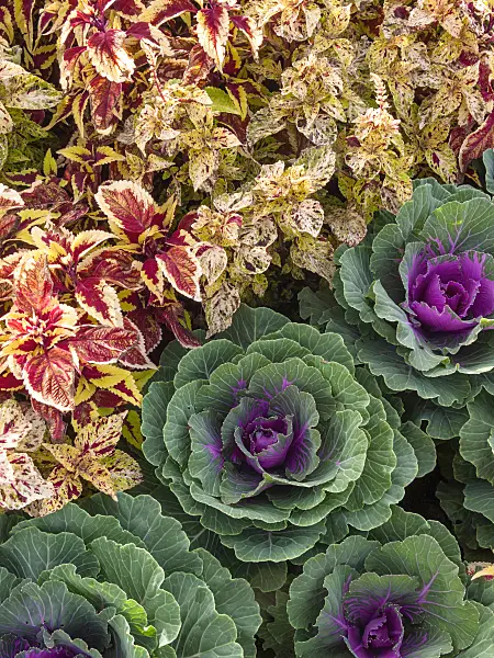405017 - Buntnessel (Solenostemon scutellarioides syn. Coleus blumei) und Zierkohl (Brassica oleracea)
