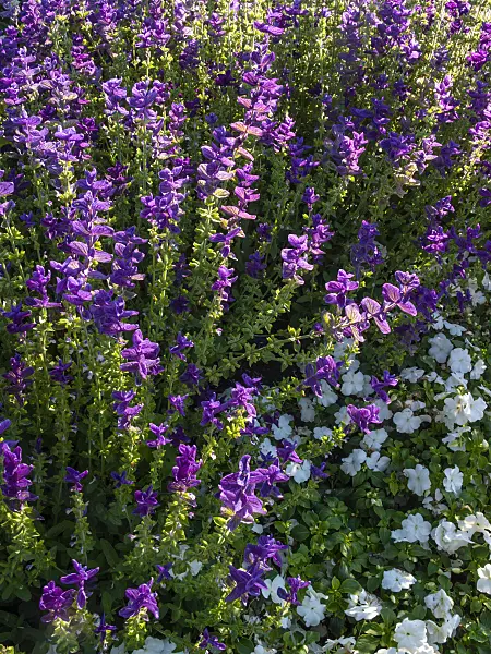 403022 - Buntschopfsalbei (Salvia viridis 'Oxford Blue' syn. Salvia horminum 'Oxford Blue')