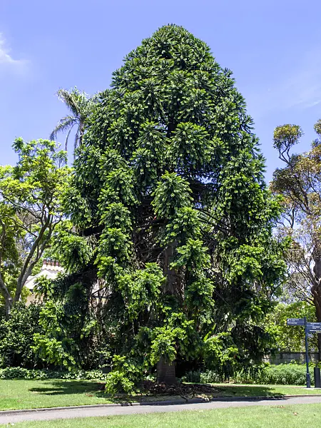 455405 - Bunya pine (Araucaria bidwillii)