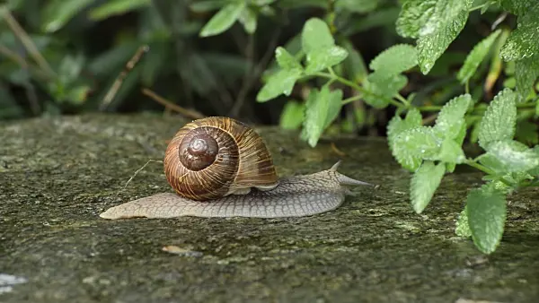 511355 - Burgundy snail (Helix pomatia)