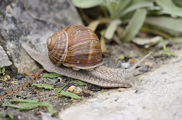 524002 - Burgundy snail (Helix pomatia) with outstretched sensors