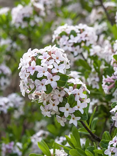448044 - Burkwood's daphne (Daphne x burkwoodii)