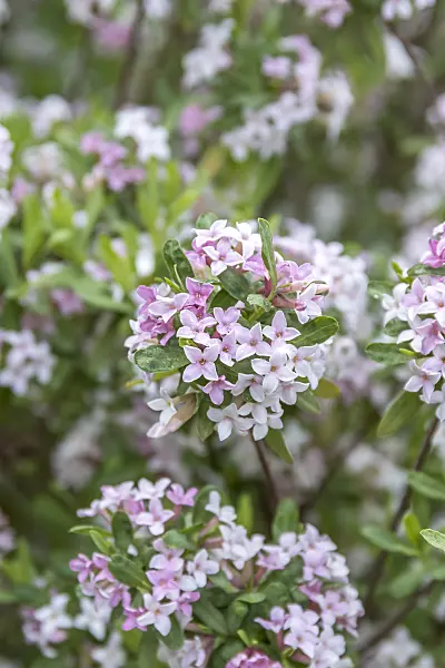 625180 - Burkwood's daphne (Daphne x burkwoodii 'Somerset')