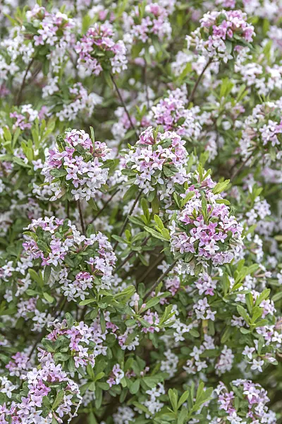 625181 - Burkwood's daphne (Daphne x burkwoodii 'Somerset')