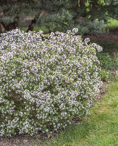 625182 - Burkwood's daphne (Daphne x burkwoodii 'Somerset')