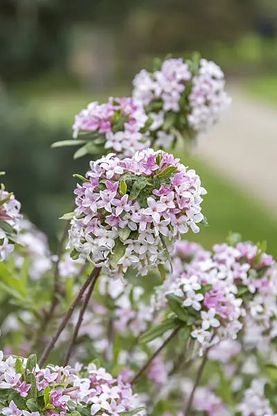625183 - Burkwood's daphne (Daphne x burkwoodii 'Somerset')