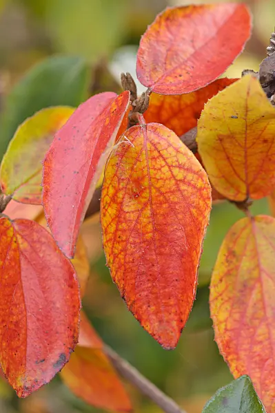 489142 - Burkwood's viburnum (Viburnum x burkwoodii)