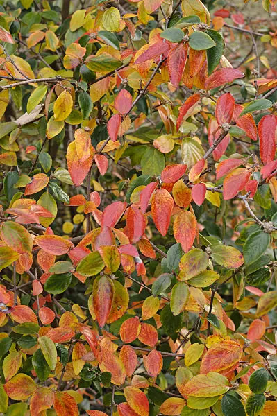 489143 - Burkwood's viburnum (Viburnum x burkwoodii)