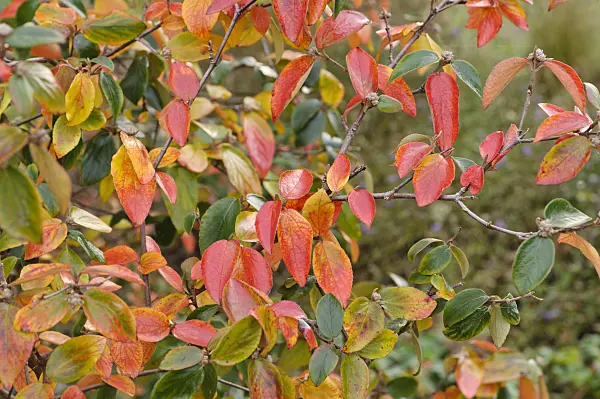 489144 - Burkwood's viburnum (Viburnum x burkwoodii)