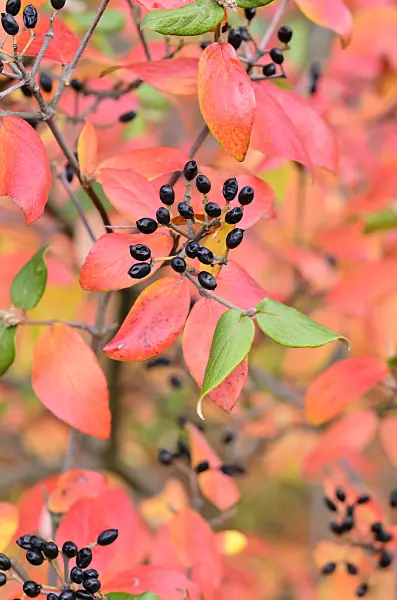 525200 - Burkwood's viburnum (Viburnum x burkwoodii)