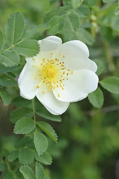 472166 - Burnet rose (Rosa spinosissima)