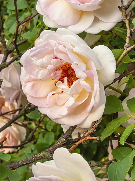 401265 - Burnet rose (Rosa spinosissima 'Frühlingsduft')