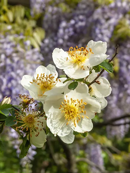 401177 - Burnet rose (Rosa spinosissima var. altaica)