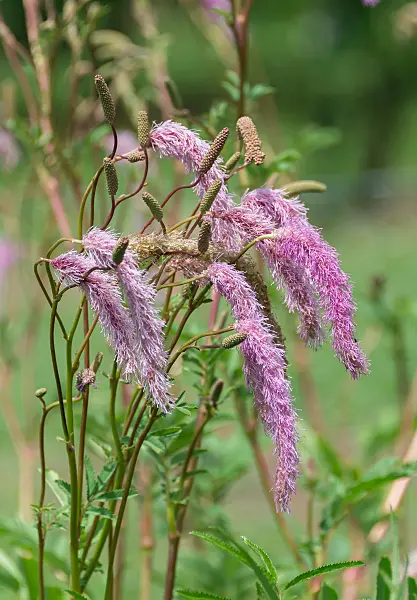 675367 - Burnet (Sanguisorba tenuifolia 'Pink Brushes')