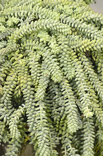 573038 - Burro's tail (Sedum morganianum)