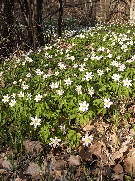 400103 - Buschwindröschen (Anemone nemorosa)