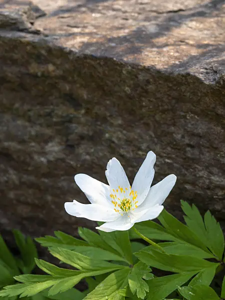 437184 - Buschwindröschen (Anemone nemorosa)