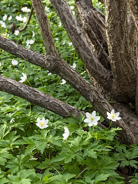 459008 - Buschwindröschen (Anemone nemorosa)