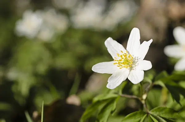 495070 - Buschwindröschen (Anemone nemorosa)