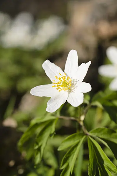 495071 - Buschwindröschen (Anemone nemorosa)