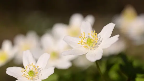 495077 - Buschwindröschen (Anemone nemorosa)