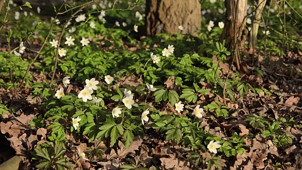495080 - Buschwindröschen (Anemone nemorosa)