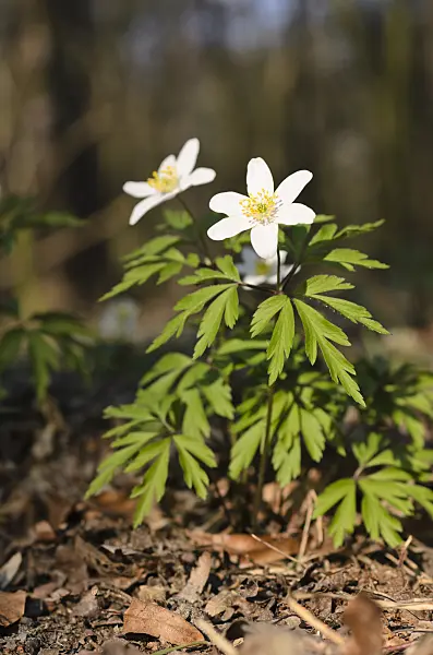 506079 - Buschwindröschen (Anemone nemorosa)