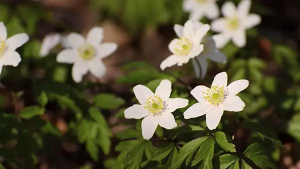 506089 - Buschwindröschen (Anemone nemorosa)