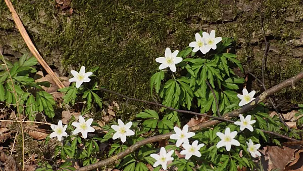 506092 - Buschwindröschen (Anemone nemorosa)