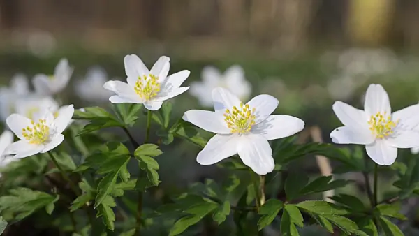506097 - Buschwindröschen (Anemone nemorosa)