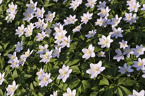 495245 - Buschwindröschen (Anemone nemorosa 'Andersoniana')