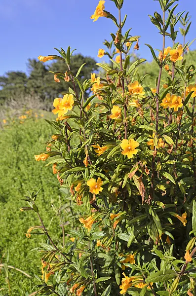 508464 - Bush monkey flower (Mimulus aurantiacus)