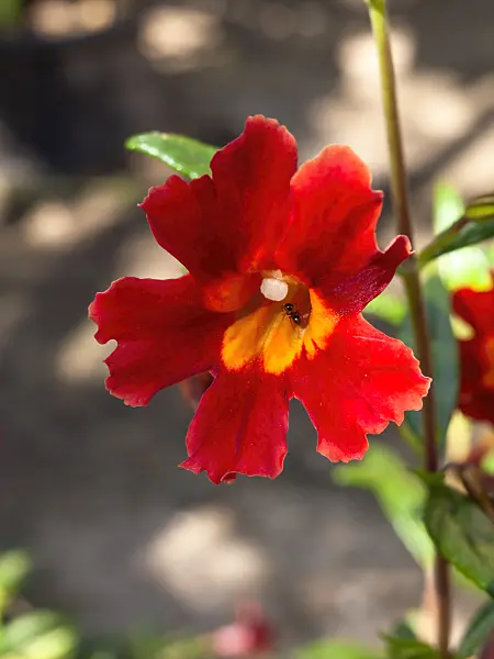 428222 - Bush monkey flower (Mimulus aurantiacus var. puniceus)